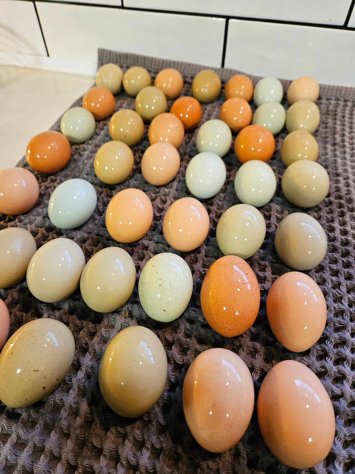 Eggs